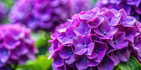 Closeup of vibrant purple hydrangea flowers with selective focus for background , hortensia, floral, nature, bloom, petals