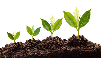 New plants growing in soil, showcasing various stages of development in a bright setting