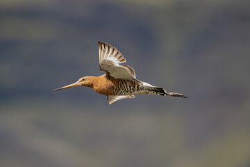 Bar-tailed godwit - Limosa lapponica in breeding plumage with spread wings in flight at blue background. Photo from Iceland. Isolated.	