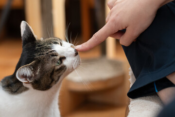 可愛い猫と触れ合う飼い主　キジトラ白