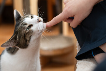 可愛い猫と触れ合う飼い主　キジトラ白