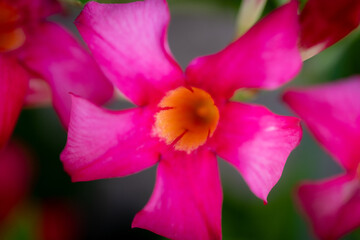 pink and yellow flower