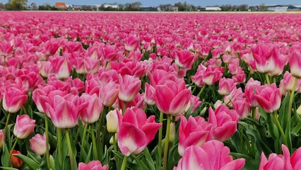 field of pink tulips
