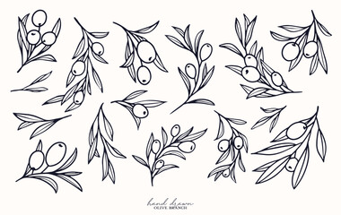 Fototapeta premium Olive Branch for olive oil logo or olive icon, hand drawn olive branch botanical herbs elements in vector format, floral olive frame and border and virgin oil