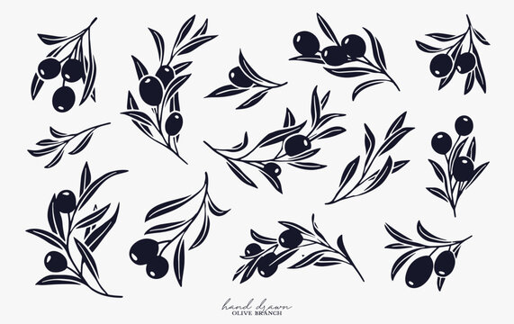 Olive Branch for olive oil logo or olive icon, hand drawn olive branch botanical herbs elements in vector format, floral olive frame and border and virgin oil