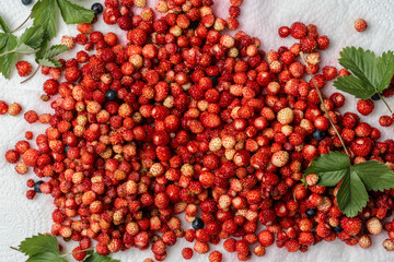 wild strawberries on paper towel, top view, close up.