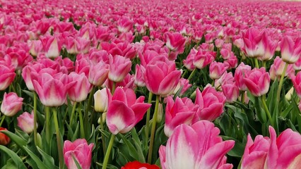 field of pink tulips