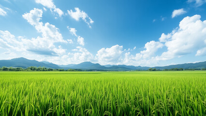 Fototapeta premium 田んぼ 稲 山 自然