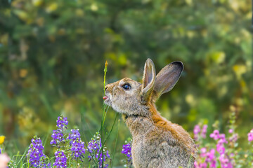 European wild rabbit, Oryctolagus cuniculus, smelling and licking a stalk of Lesser Hawksbeard, Crepis capillaris, sitting between a purple and red Summer Snapdragon, Angelonia angustifolia