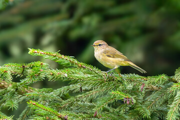 Close up of Chiffchaff, Phylloscopus collybita, standing with eye contact on a spruce branch against a vague hazy background with light and dark spots
