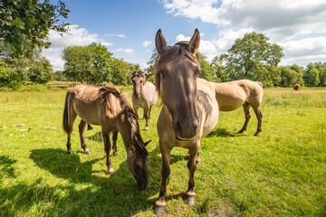 A herd of curious Konik horses in a fresh green meadow on the Eexterveld in the Dutch province of Drenthe during a warm sunny day and in the background blue sky and cumulus clouds