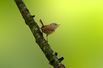 Close up of a Winter Wren, Troglodytes troglodytes, standing on an ash branch and singing loud to impress a female against blurred gray brown background