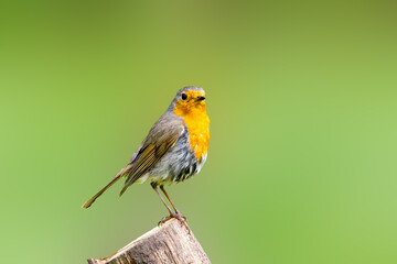 Close up of a European Robin, Erithacus rubecula, standing looking forward with one eye visible friendly with eye contact on a bare sawn-off tree trunk against bright blurred green background