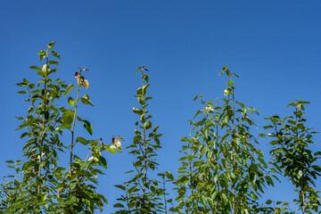 Populus balsamifera,balsam poplar, bam, bamtree, eastern balsam-poplar, hackmatack, tacamahac poplar, tacamahaca， Denali Viewpoint South, Alaska

