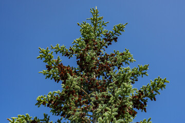 Denali Viewpoint South, Alaska，Picea glauca, the white spruce, is a species of spruce native to the northern temperate and boreal forests in North America.

