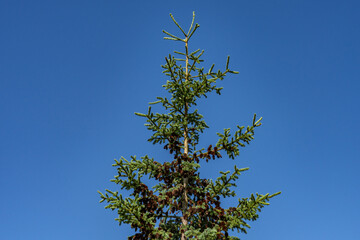 Denali Viewpoint South, Alaska，Picea glauca, the white spruce, is a species of spruce native to the northern temperate and boreal forests in North America.

