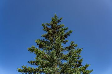 Denali Viewpoint South, Alaska，Picea glauca, the white spruce, is a species of spruce native to the northern temperate and boreal forests in North America.

