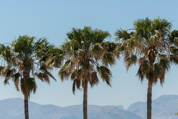 Obraz premium Palmen 