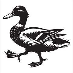 Fototapeta premium Mallard Silhouette, Wild Duck Clipart, Mallard walking illustration in black and white