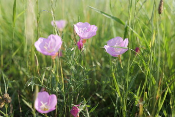 春の野原に咲くマツバボタンの花
