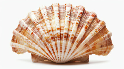 Obraz premium a seashell, likely a type of whelk, with a brown, orange, and white striped pattern.