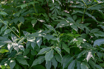 Denali Viewpoint South, Alaska. Sambucus racemosa is a species of elderberry known by the common names red elderberry and red-berried elder.