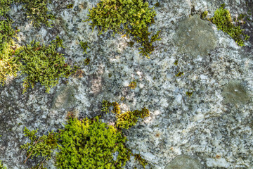 Polytrichum commune, common haircap, great golden maidenhair, great goldilocks,common haircap moss, or common hair moss is a species of moss, Denali Viewpoint South, Alaska. granite rock