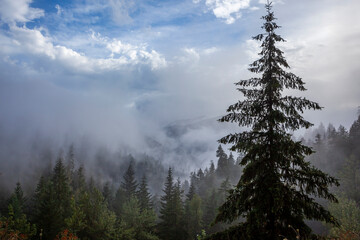 Foggy forest mountains landscape in Oregon