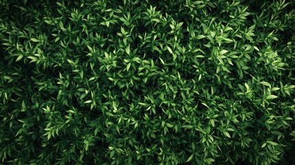 Obraz premium The lush green bushes in the upper corner show the perfect nature background