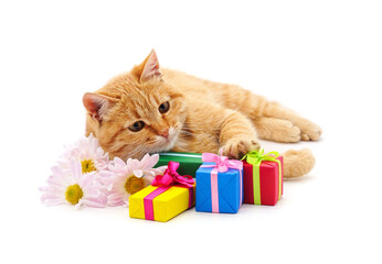 Kitten and gifts.