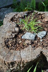 切り株に生える植物