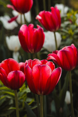 red tulips in the garden