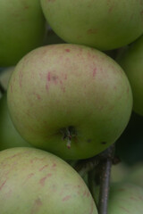 Macro image of an apple in an orchard 