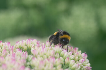 Macro image of a Pollinating bee on a sedum flower
