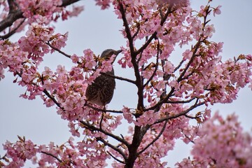 満開の桜の蜜を吸うヒヨドリ