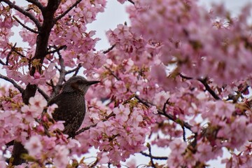満開の桜の中でヒヨドリ