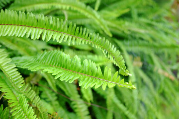 Fresh ferns leaves green foliage natural floral in tropical garden 