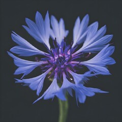 Blue cornflower blooms under soft light with dark background