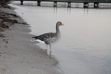 Goose
