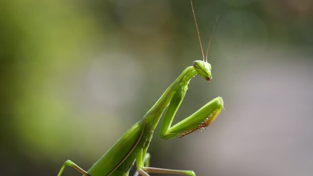 Green praying mantis or european mantis sits on plant, close up. Female mantis religiosa in nature