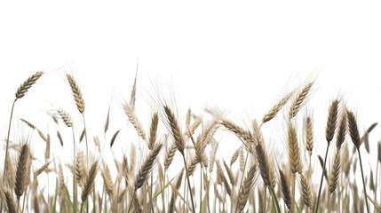 Naklejka premium Rye field on a white background, isolate, natural product. AI generated.