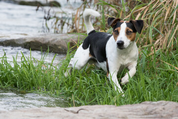 jack russell terrier