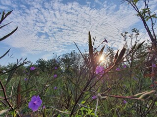 Flowers are turning towards the morning sun..