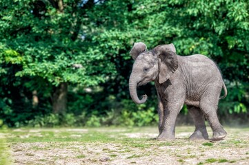 Young African elephant walking in a natural habitat with lush green trees in the background.
