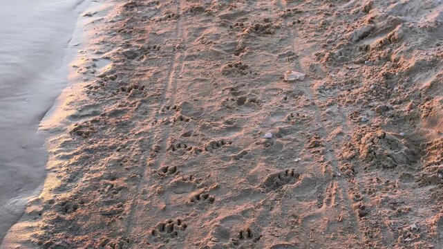 Footprints on the sand of the river bank from the paws of a dog at sunset