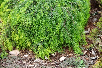 Foliage of a Sticky wattle plant. Acacia howittii