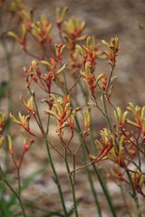 Flowers of a Kangaroo Paw plant. Anigozanthos flavidus