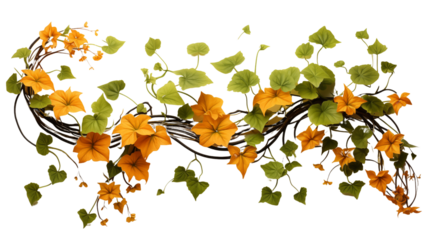 Pumpkin leaves vine plant stem and tendrils isolated on transparent background.