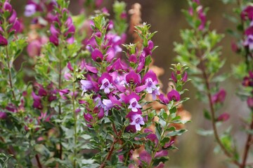 Pink flowers of a Myrtle-leaf milkwort plant growing in a garden. Polygala myrtifolia