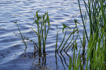 Sagittaria sagittifolia,also called arrowhead because of the shape of its leaves.The wild aquatic plant.